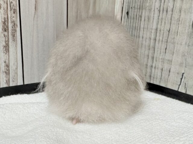 綺麗な全身グレー👟💭🩶セーブルハムスター‼️(女の子) ゴールデンハムスター