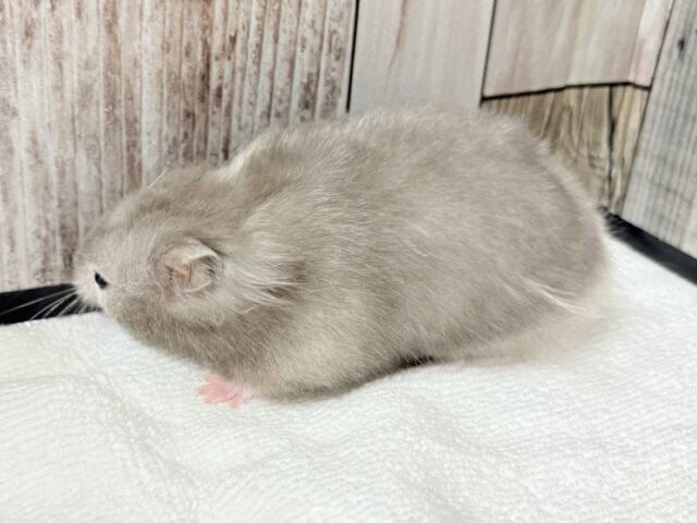 綺麗な全身グレー👟💭🩶セーブルハムスター‼️(女の子) ゴールデンハムスター