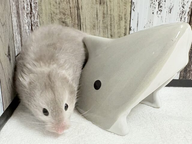 綺麗な全身グレー👟💭🩶セーブルハムスター‼️(女の子) ゴールデンハムスター