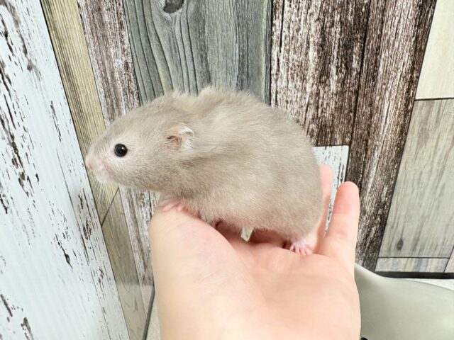 綺麗な全身グレー👟💭🩶セーブルハムスター‼️(女の子) ゴールデンハムスター