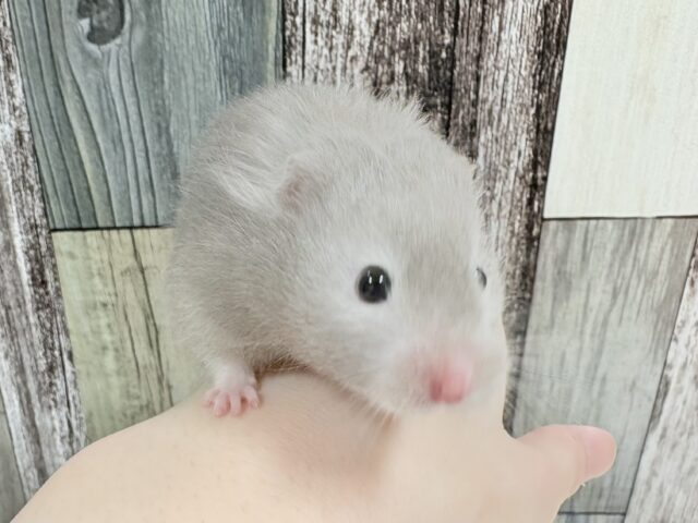 綺麗な全身グレー👟💭🩶セーブルハムスター‼️(女の子) ゴールデンハムスター