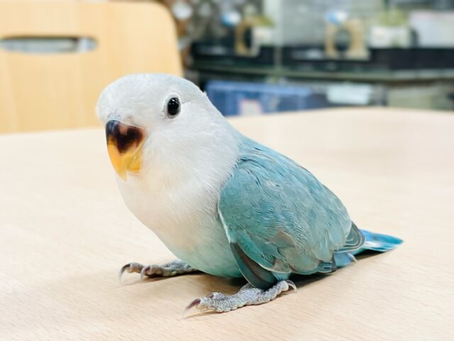 【最新画像】宝石のように深みあるカラー🍀📗コザクインコ(ダークターコイズグリーンバイオレット)(ヒナ) コザクラインコ(小桜インコ)
