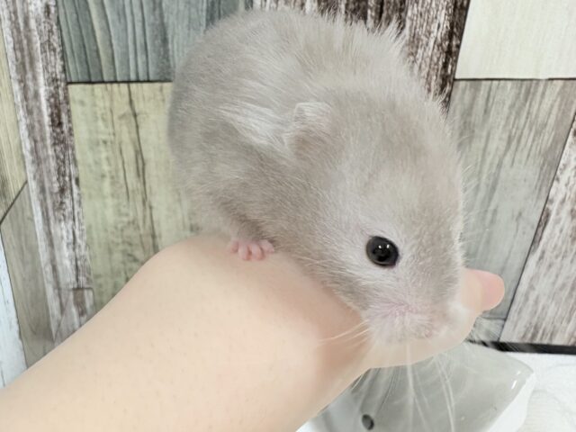 綺麗な全身グレー👟💭🩶セーブルハムスター‼️(女の子) ゴールデンハムスター