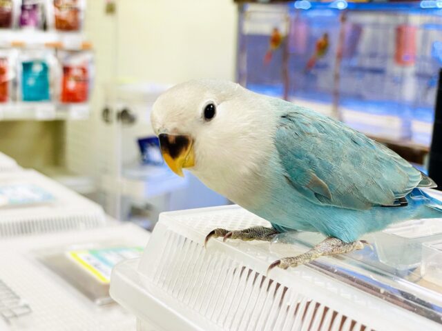 【最新画像】宝石のように深みあるカラー🍀📗コザクインコ(ダークターコイズグリーンバイオレット)(ヒナ) コザクラインコ(小桜インコ)