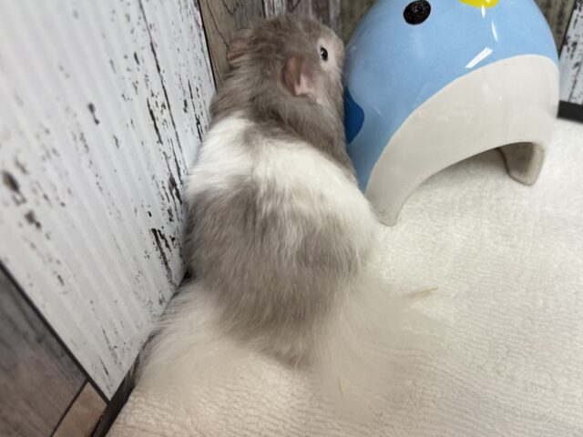 ゴールデンハムスター