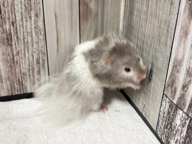 ゴールデンハムスター