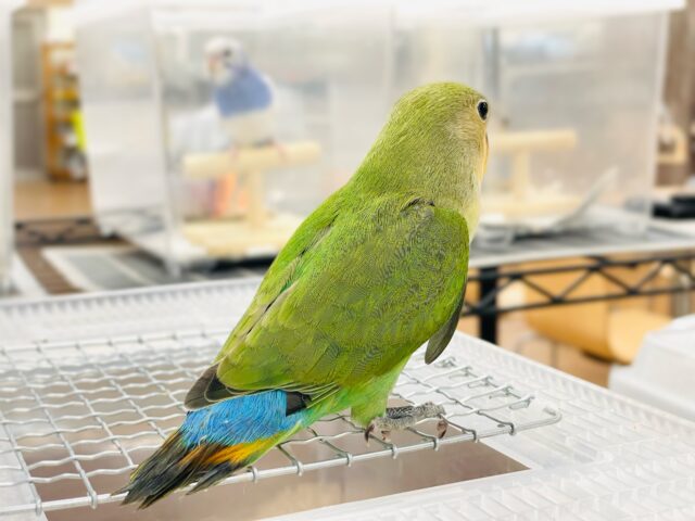 コザクラインコ（小桜インコ）