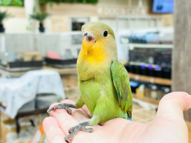 コザクラインコ（小桜インコ）