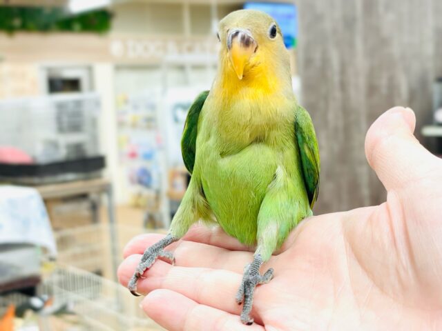 コザクラインコ（小桜インコ）