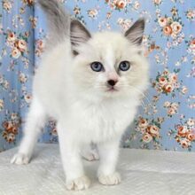 初めてのニャンコにおすすめ！ラグドール入舎しました