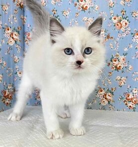 初めてのニャンコにおすすめ！ラグドール入舎しました