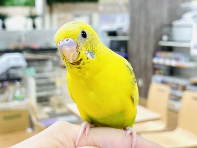 【最新画像】ぱやぱや元気‼️セキセイインコ(ハルクイン)ヒナ