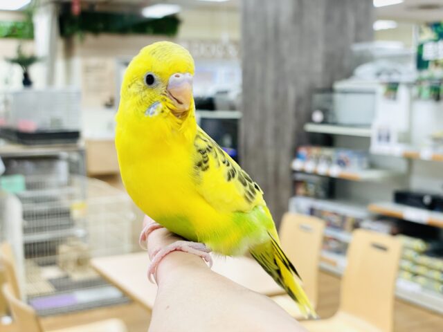 セキセイインコ