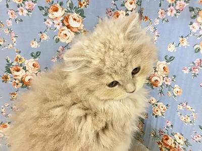 スコティッシュフォールド