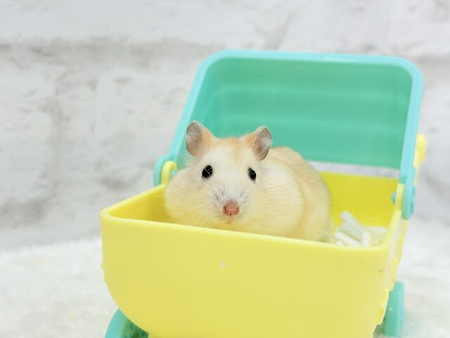 ドワーフハムスターの1種