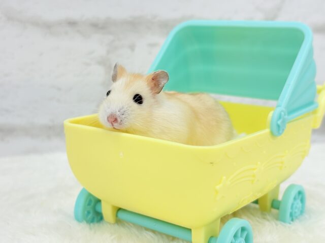 ドワーフハムスターの1種