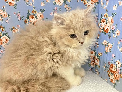 スコティッシュフォールド