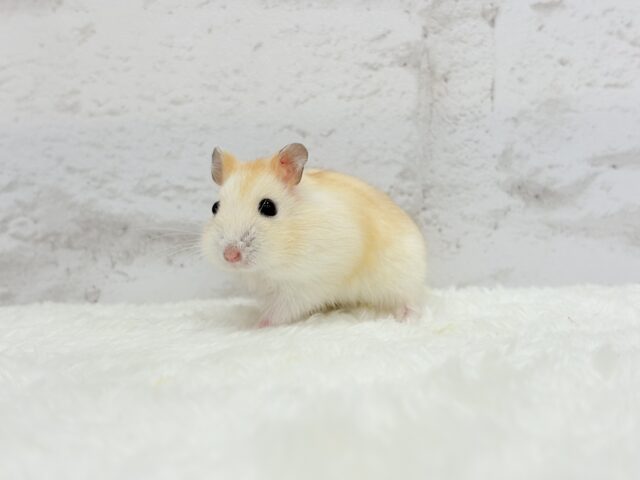 ドワーフハムスターの1種