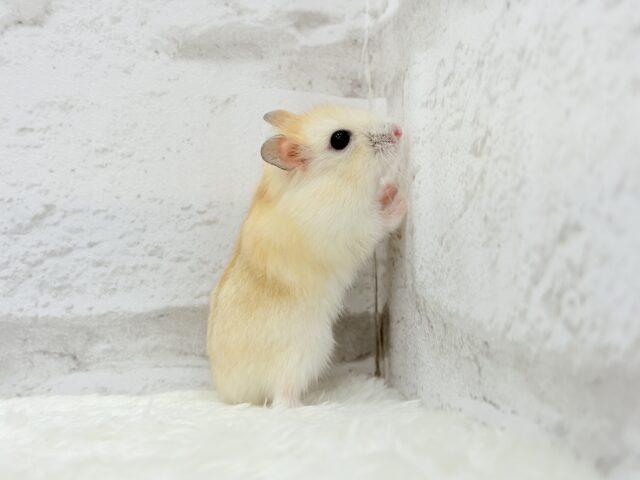 ドワーフハムスターの1種