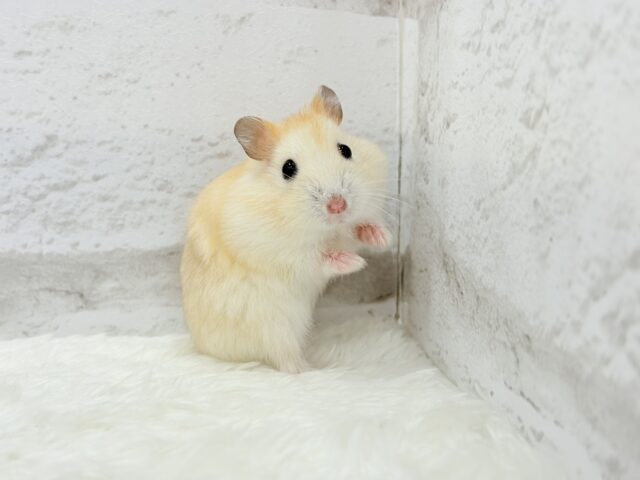 ドワーフハムスターの1種