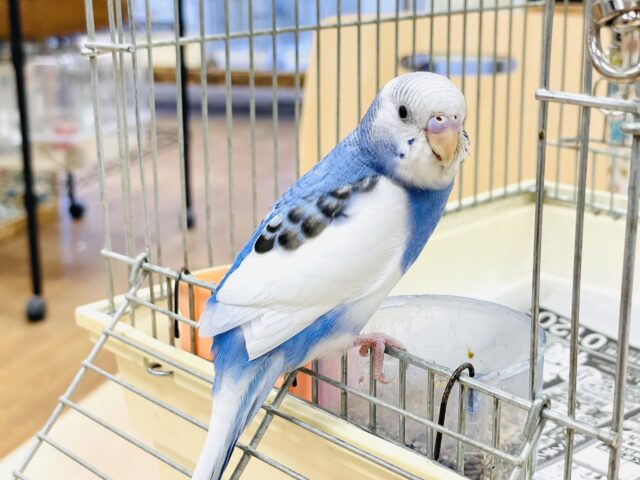 【最新画像】にこっとスマイル❣️セキセイインコ(パイド)ヒナ