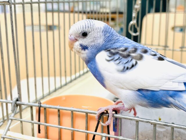 セキセイインコ