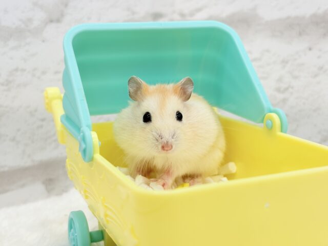 ドワーフハムスターの1種