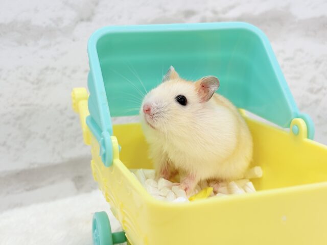 ドワーフハムスターの1種