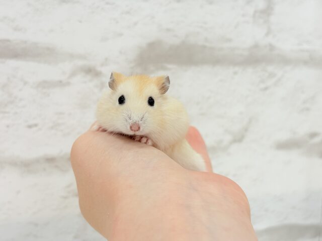 ドワーフハムスターの1種