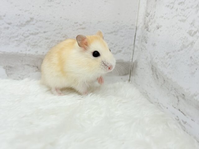 ドワーフハムスターの1種