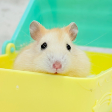 僕のほっぺには幸せが詰まってるんだ🐹💖イエロープディングハムスター(男の子)