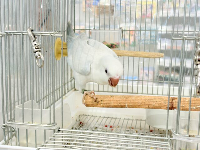 オキナインコ