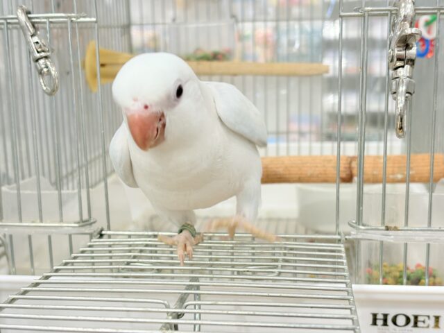 オキナインコ
