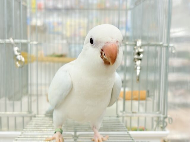 オキナインコ
