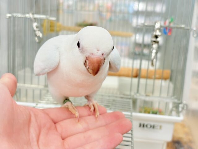 オキナインコ