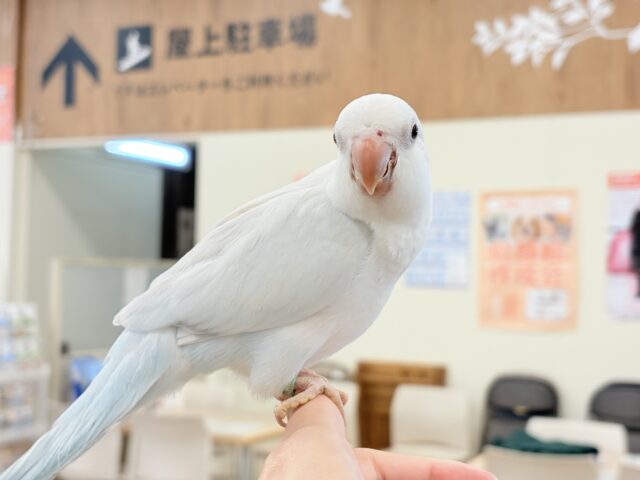 オキナインコ