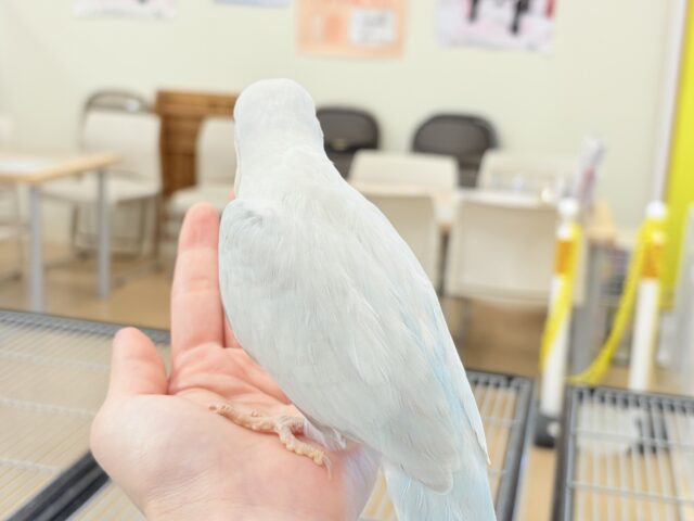 オキナインコ