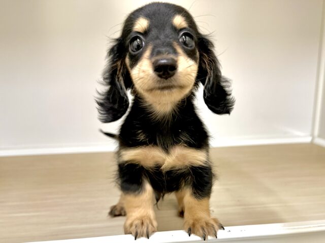 カニンヘンダックス