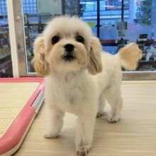 お色直しで可愛さ2倍！　おすすめマルプーの女のコ💖