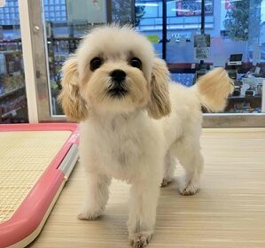 お色直しで可愛さ2倍！　おすすめマルプーの女のコ💖