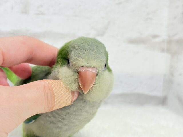 オキナインコ