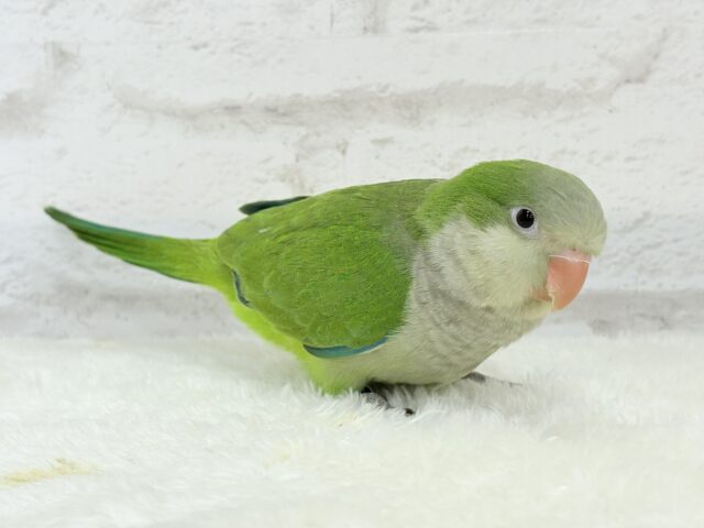 オキナインコ