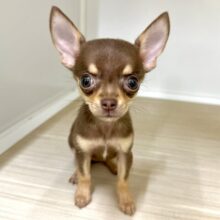 大人気カラー🍫♡スムースチワワ女の子