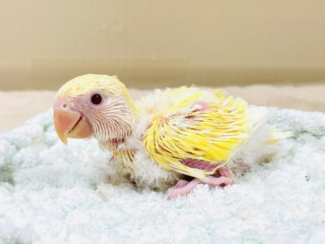 コザクラインコ（小桜インコ）