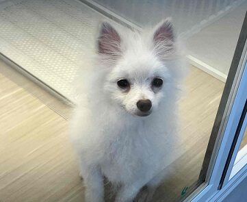 ちっちゃいサモエド⁉ いやいや、ボクはポメラニアンです。 ちっちゃいサモエド⁉ いやいや、ボクはポメラニアンです。