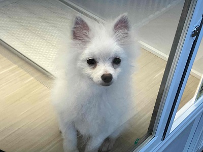 ちっちゃいサモエド⁉ いやいや、ボクはポメラニアンです。 ポメラニアン