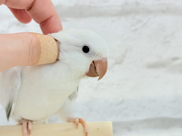 オキナインコ