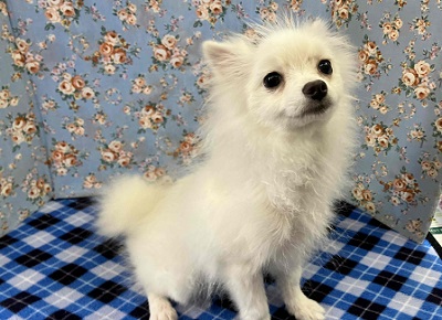 ちっちゃいサモエド⁉ いやいや、ボクはポメラニアンです。 ポメラニアン