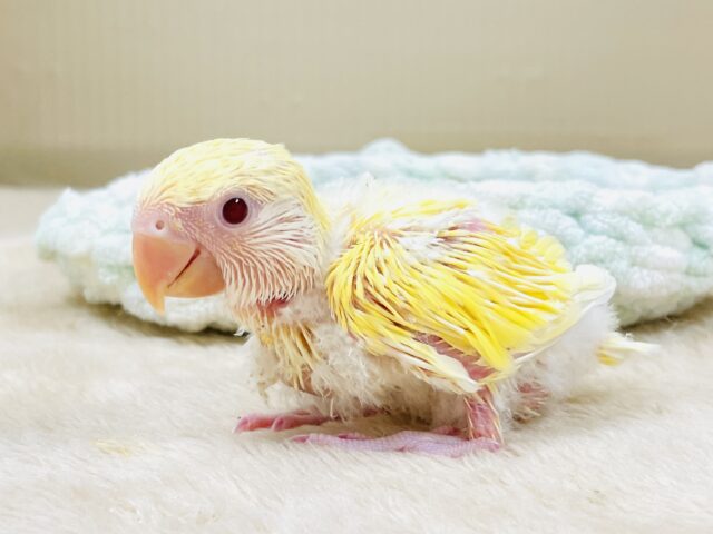 コザクラインコ（小桜インコ）