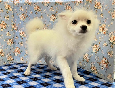 ちっちゃいサモエド⁉ いやいや、ボクはポメラニアンです。 ポメラニアン